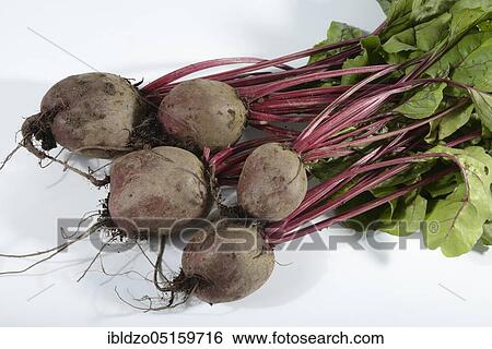Beetroot, beetroot (Beta vulgaris) View Large Photo Image Stock Photograph - Beetroot, beetroot (Beta vulgaris). Fotosearch