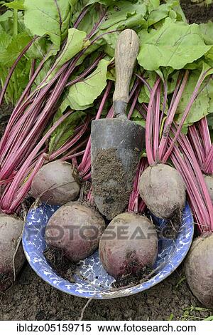 Beetroot, beetroot (Beta vulgaris) View Large Photo Image Stock Photography - Beetroot, beetroot (Beta vulgaris). Fotosearch