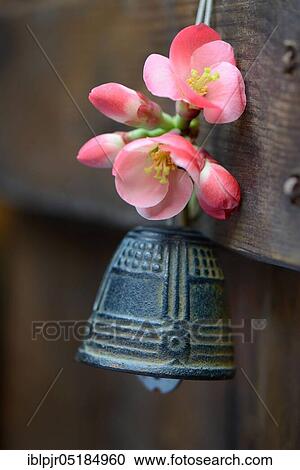 Stock Image - Bell with flower of an ornamental quince. Fotosearch