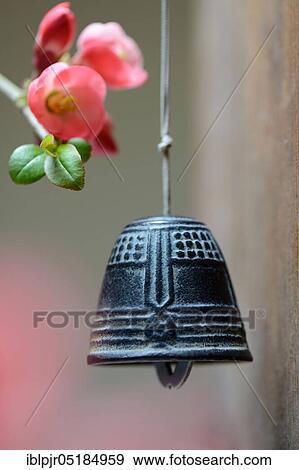 Stock Photo - Bell with flower of an ornamental quince. Fotosearch