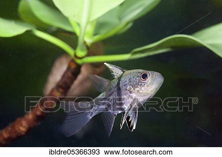 Belted cardinalfish (Sphaeramia orbicularis), Russell Islands, Solomon Islands, Oceania View Large Photo Image Stock Image - Belted cardinalfish (Sphaeramia orbicularis), Russell Islands, Solomon Islands, Oceania. Fotosearch