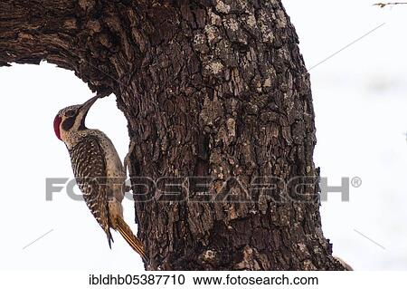 Stock Image - Bennett's woodpecker (Campethera bennettii), Moremi Game Reserve, Okavango Delta, Botswana, Africa. Fotosearch