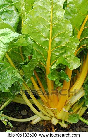 (Beta vulgaris cicla var. flavescens) Variety Golden/Bright Yellow View Large Photo Image Stock Image - (Beta vulgaris cicla var. flavescens) Variety Golden/Bright Yellow. Fotosearch