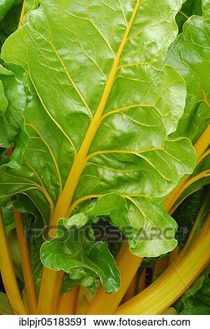 Stock Image - (Beta vulgaris cicla var. flavescens) Variety Golden/Bright Yellow. Fotosearch