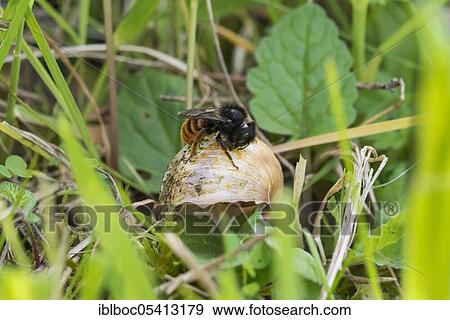Bicoloured snail shell mason bee, Hildesheim, Lower Saxony (Osmia bicolor), Germany, Europe View Large Photo Image Stock Photo - Bicoloured snail shell mason bee, Hildesheim, Lower Saxony (Osmia bicolor), Germany, Europe. Fotosearch