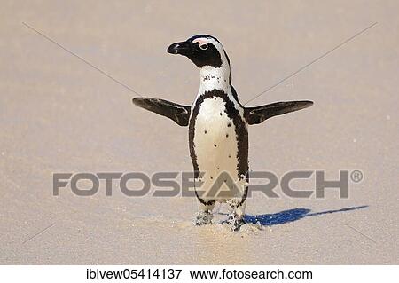 Billiard penguin, Simon's Town, Western Cape, South Africa, Africa View Large Photo Image Stock Photo - Billiard penguin, Simon's Town, Western Cape, South Africa, Africa. Fotosearch
