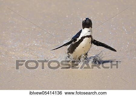 Stock Photograph - Billiard penguin, Simon's Town, Western Cape, South Africa, Africa. Fotosearch
