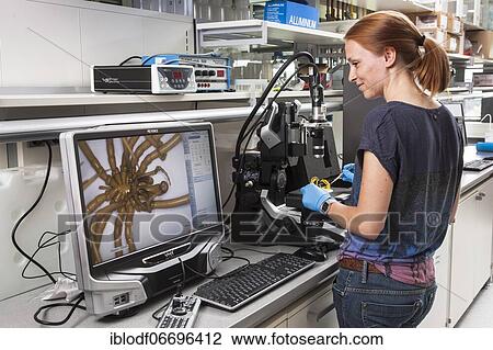 Biologist of the Aquatic Ecosystems Group, during her research work on isopod spiders, at the Faculty of Biology, University of Duisburg-Essen, Essen, North Rhine-Westphalia, Germany, Europe View Large Photo Image Stock Image - Biologist of the Aquatic Ecosystems Group, during her research work on isopod spiders, at the Faculty of Biology, University of Duisburg-Essen, Essen, North Rhine-Westphalia, Germany, Europe. Fotosearch