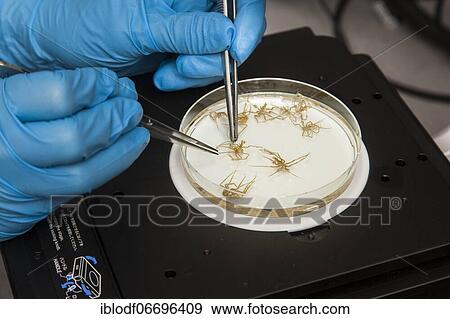 Biologist of the Aquatic Ecosystems Group, during her research work on isopod spiders, at the Faculty of Biology, University of Duisburg-Essen, Essen, North Rhine-Westphalia, Germany, Europe View Large Photo Image Stock Photo - Biologist of the Aquatic Ecosystems Group, during her research work on isopod spiders, at the Faculty of Biology, University of Duisburg-Essen, Essen, North Rhine-Westphalia, Germany, Europe. Fotosearch
