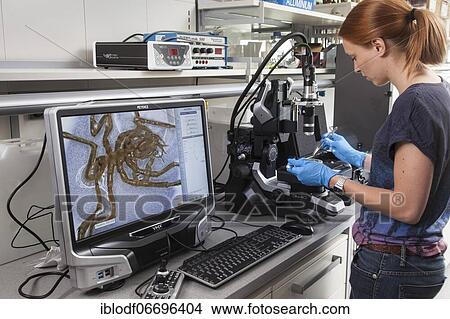 Picture - Biologist of the research group Aquatic Ecosystems at the microscope, during her research work on isopod spiders (Pantopoda), at the Faculty of Biology in the University of Duisburg-Essen, Essen, North Rhine-Westphalia, Germany, Europe. Fotosearch