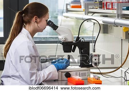 Biology student at the microscope at the Faculty of Biology in the University of Duisburg-Essen during research work, Essen, North Rhine-Westphalia, Germany, Europe View Large Photo Image Picture - Biology student at the microscope at the Faculty of Biology in the University of Duisburg-Essen during research work, Essen, North Rhine-Westphalia, Germany, Europe. Fotosearch