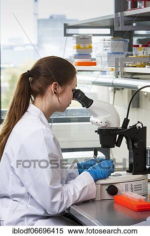 Biology student at the microscope at the Faculty of Biology in the University of Duisburg-Essen during research work, Essen, North Rhine-Westphalia, Germany, Europe View Large Photo Image Stock Photography - Biology student at the microscope at the Faculty of Biology in the University of Duisburg-Essen during research work, Essen, North Rhine-Westphalia, Germany, Europe. Fotosearch