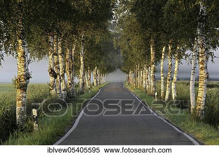 Stock Photography - Birches avenue (Betula) Pfrunger-Burgweiler Ried, Baden-Württemberg, Germany, Europe. Fotosearch