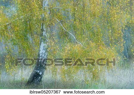 Birches (Betula) Goldenstedter Moor, Lower Saxony, Germany, Europe View Large Photo Image Stock Photo - Birches (Betula) Goldenstedter Moor, Lower Saxony, Germany, Europe. Fotosearch