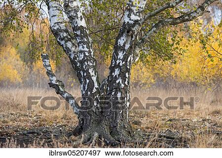 Stock Photo - Birches (Betula) Goldenstedter Moor, Lower Saxony, Germany, Europe. Fotosearch