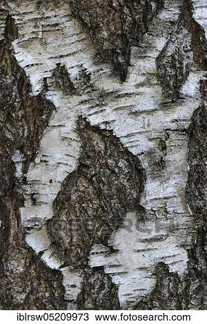 Stock Image - Birchesbark (Betula), jungle Baumweg, Oldenburger Land, Lower Saxony, Germany, Europe. Fotosearch