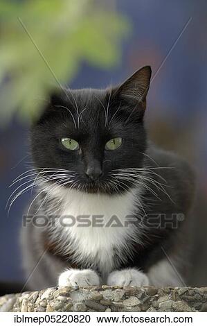 Black and white house cat on garden wall View Large Photo Image Stock Image - Black and white house cat on garden wall. Fotosearch