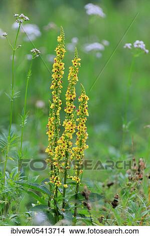 Picture - Black Baden-Württemberg, Upper Danube nature park Park (Verbascum nigrum), Germany, Europe. Fotosearch