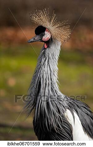 Stock Photo - Black crowned crane (Balearica pavonina), captive, occurrence Africa. Fotosearch