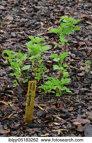 Black currant (Ribes nigrum) variety Noire de Bourgogne, young plant with bark mulch View Large Photo Image Stock Image - Black currant (Ribes nigrum) variety Noire de Bourgogne, young plant with bark mulch. Fotosearch