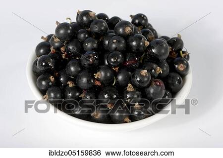 Black currants (Ribes nigrum) View Large Photo Image Stock Photograph - Black currants (Ribes nigrum). Fotosearch
