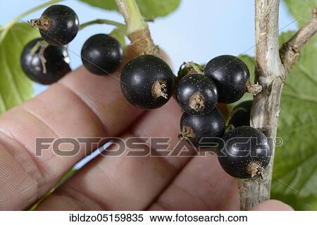 Black currants (Ribes nigrum) View Large Photo Image Stock Photography - Black currants (Ribes nigrum). Fotosearch