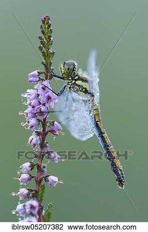 Stock Image - Black darter dragonfly on flowering heath, Lower Saxony, Germany, Europe. Fotosearch