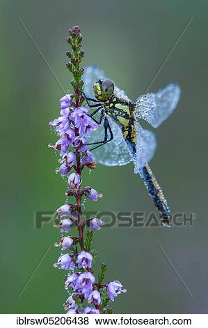 Black Darter (Sympetrum danae) Lower Saxony, Germany, Europe View Large Photo Image Stock Photo - Black Darter (Sympetrum danae) Lower Saxony, Germany, Europe. Fotosearch