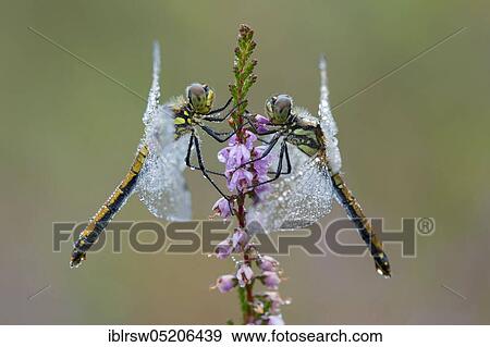 Black Darter (Sympetrum danae) Lower Saxony, Germany, Europe View Large Photo Image Stock Photo - Black Darter (Sympetrum danae) Lower Saxony, Germany, Europe. Fotosearch