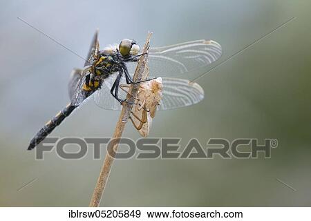 Stock Photo - Black Darter (Sympetrum danae) newly hatched, Lower Saxony, Germany, Europe. Fotosearch