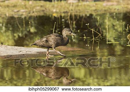 Black duck (Anas) on foot at the lakeshore rubripes, National Park La Mauricie, Quebec, Canada, North America View Large Photo Image Stock Photo - Black duck (Anas) on foot at the lakeshore rubripes, National Park La Mauricie, Quebec, Canada, North America. Fotosearch