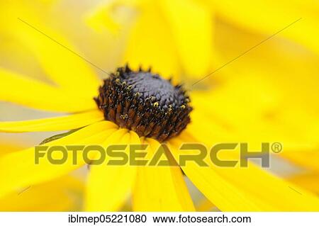 Black-eyed Susan, Brilliant Coneflower or Orange Coneflower (Rudbeckia fulgida) View Large Photo Image Stock Image - Black-eyed Susan, Brilliant Coneflower or Orange Coneflower (Rudbeckia fulgida). Fotosearch
