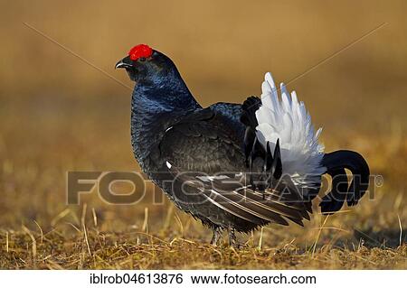 Black grouse (Tetrao tetrix), cock on mating arena, Kainuu, Finland, Europe View Large Photo Image Stock Photograph - Black grouse (Tetrao tetrix), cock on mating arena, Kainuu, Finland, Europe. Fotosearch