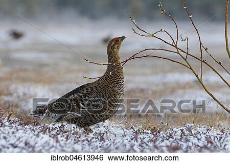 Black grouse (Tetrao tetrix), hen in mating arena feeding on willow branch, Kainuu, Finland, Europe View Large Photo Image Stock Photograph - Black grouse (Tetrao tetrix), hen in mating arena feeding on willow branch, Kainuu, Finland, Europe. Fotosearch