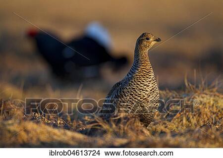 Black grouse (Tetrao tetrix), hen on mating arena, behind mating cock, Kainuu, Finland, Europe View Large Photo Image Picture - Black grouse (Tetrao tetrix), hen on mating arena, behind mating cock, Kainuu, Finland, Europe. Fotosearch