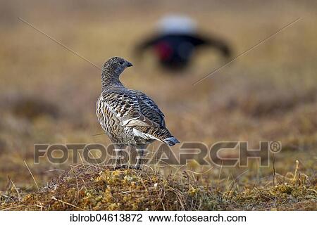 Stock Image - Black grouse (Tetrao tetrix), hen on mating arena, behind mating cock, Kainuu, Finland, Europe. Fotosearch