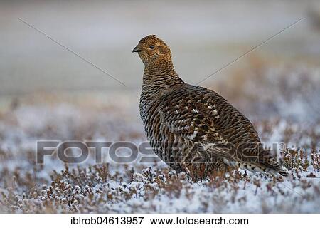 Stock Photo - Black grouse (Tetrao tetrix), hen on mating arena, Kainuu, Finland, Europe. Fotosearch