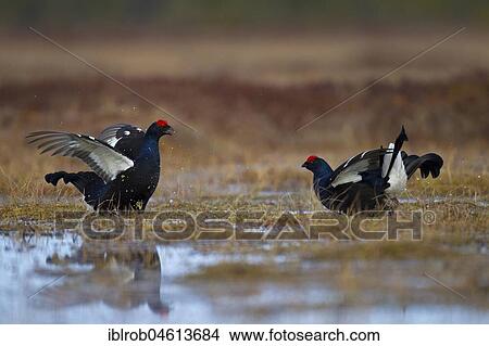 Black grouse (Tetrao tetrix), two cocks showing off in the bog at Balzarena, Kainuu, Finland, Europe View Large Photo Image Picture - Black grouse (Tetrao tetrix), two cocks showing off in the bog at Balzarena, Kainuu, Finland, Europe. Fotosearch