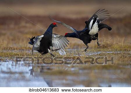Black grouse (Tetrao tetrix), two cocks showing off in the bog at Balzarena, Kainuu, Finland, Europe View Large Photo Image Stock Image - Black grouse (Tetrao tetrix), two cocks showing off in the bog at Balzarena, Kainuu, Finland, Europe. Fotosearch
