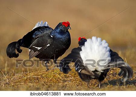 Black grouse (Tetrao tetrix), two cocks in a show fight, Kainuu, Finland, Europe View Large Photo Image Stock Image - Black grouse (Tetrao tetrix), two cocks in a show fight, Kainuu, Finland, Europe. Fotosearch