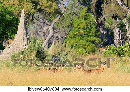 Picture - Black heeler antelope, impala (Aepyceros melampus) Okavango Delta, Botswana, Africa. Fotosearch