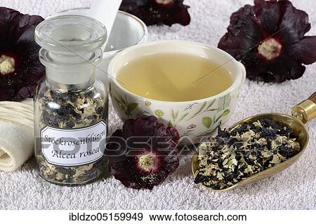 Black hollyhock, cup of hollyhock tea (Alcea rosea nigra) View Large Photo Image Stock Photo - Black hollyhock, cup of hollyhock tea (Alcea rosea nigra). Fotosearch