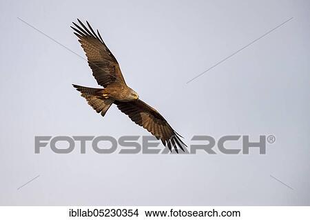 Black kite (Milvus migrans), Andalusia, Spain, Europe View Large Photo Image Picture - Black kite (Milvus migrans), Andalusia, Spain, Europe. Fotosearch