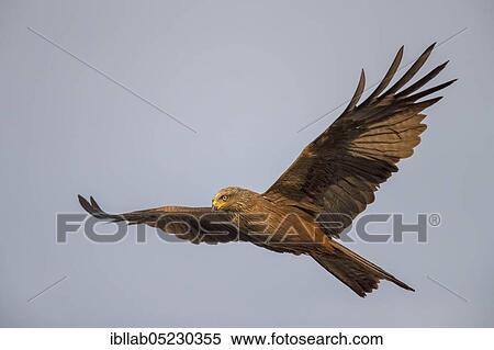 Black kite (Milvus migrans), Andalusia, Spain, Europe View Large Photo Image Stock Photography - Black kite (Milvus migrans), Andalusia, Spain, Europe. Fotosearch