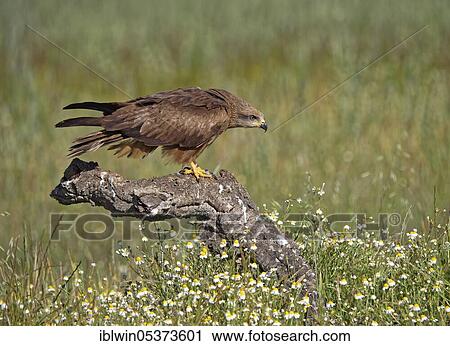 Black kite (Milvus migrans), on dead tree, Castilla-La Mancha, Spain, Europe View Large Photo Image Stock Image - Black kite (Milvus migrans), on dead tree, Castilla-La Mancha, Spain, Europe. Fotosearch