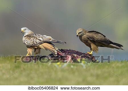 Picture - Black kite (Milvus migrans), Mecklenburg-Vorpommern, Germany, Europe. Fotosearch