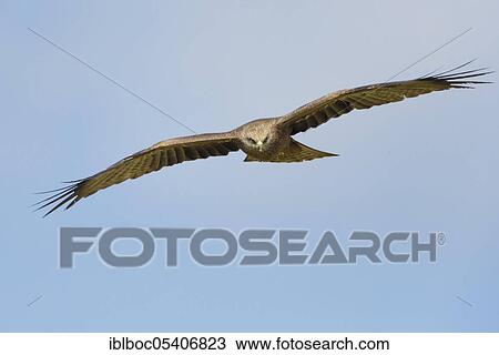Black kite (Milvus migrans), Mecklenburg-Vorpommern, Germany, Europe View Large Photo Image Stock Image - Black kite (Milvus migrans), Mecklenburg-Vorpommern, Germany, Europe. Fotosearch