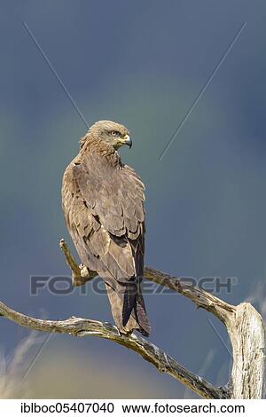 Black kite (Milvus migrans), Mecklenburg-Vorpommern, Germany, Europe View Large Photo Image Stock Image - Black kite (Milvus migrans), Mecklenburg-Vorpommern, Germany, Europe. Fotosearch