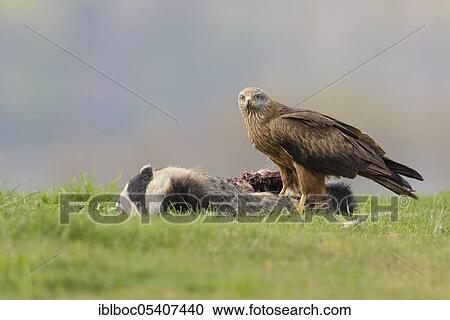 Black kite (Milvus migrans), Mecklenburg-Vorpommern, Germany, Europe View Large Photo Image Stock Image - Black kite (Milvus migrans), Mecklenburg-Vorpommern, Germany, Europe. Fotosearch