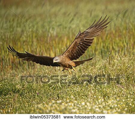 Stock Image - Black kite (Milvus migrans), Castilla-La Mancha Spain. Fotosearch